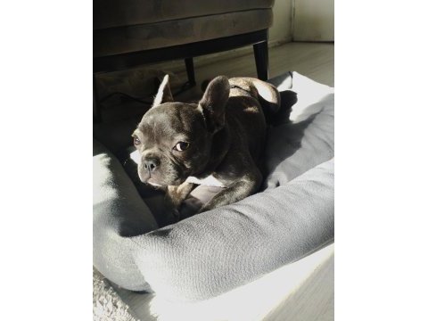 French bulldog blue