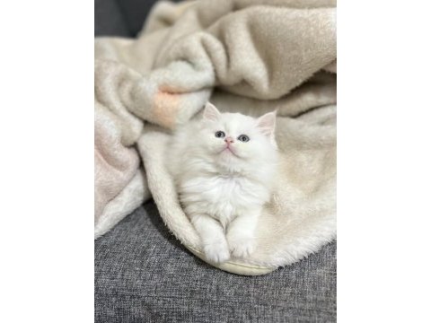 A+ british longhair
