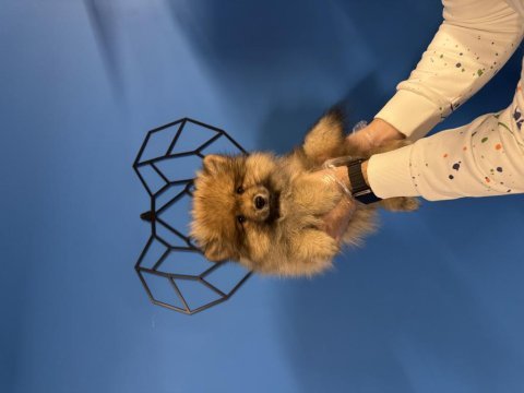 Şirin ve özel pomeranian bebeğimiz
