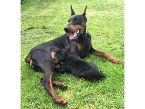 A kalite doberman yavruları
