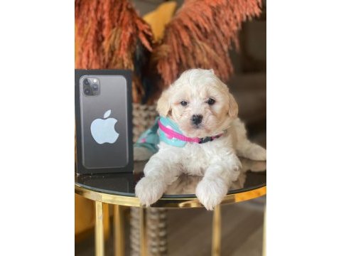 Maltipoo 2.5 aylık
