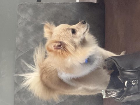 11 aylık dişi pomeranian