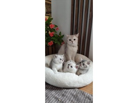 Ücretsiz british shorthair kedisi