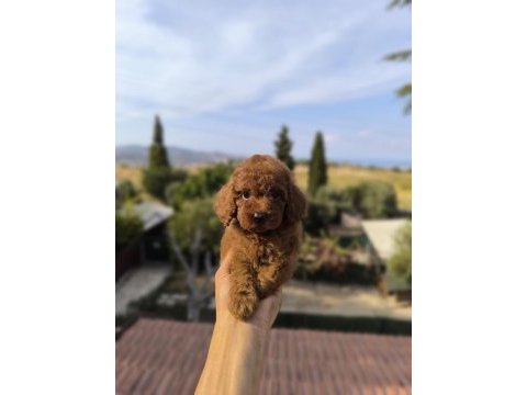 Red toy poodle yavrusu