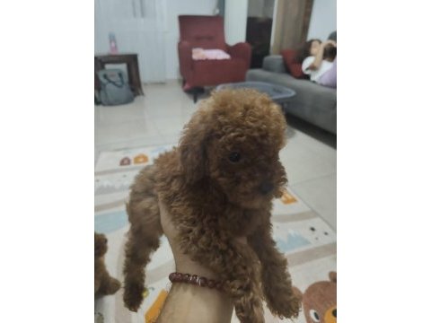 Toy poodle bebekler