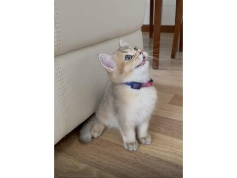 Boncuk gözlü british shorthair prenses