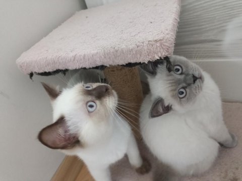 Sakin ve uysal british shorthair yavrular