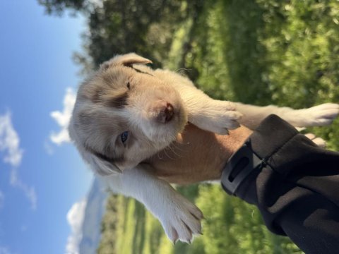 Anne altından red merle blue merle border collie