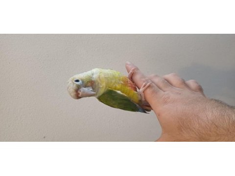 Konur papağanı bebeklerimiz