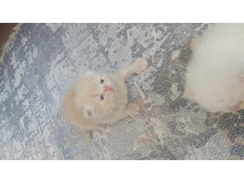 Safkan iran persian yavrular