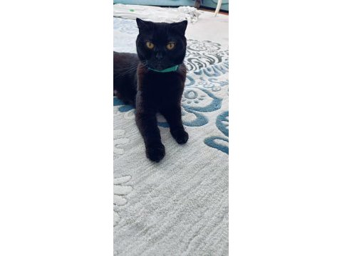 Kedimiz gece yeni ailesine kavuşmak istiyor