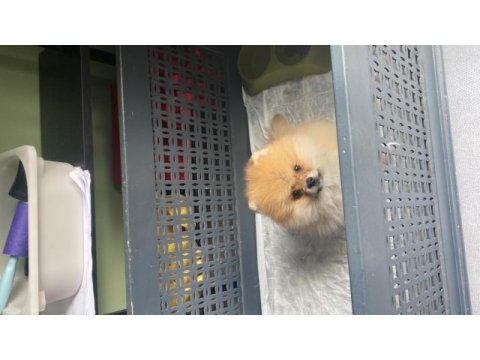 2 aylık pomeranian boo