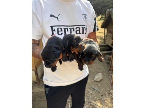 Safkan koca kafa scrli anneden