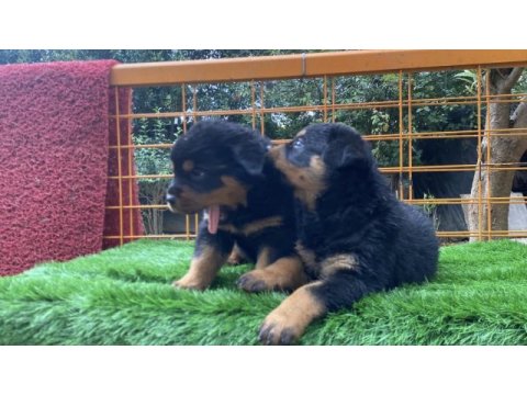 İki adet dişi yavru rottweiler