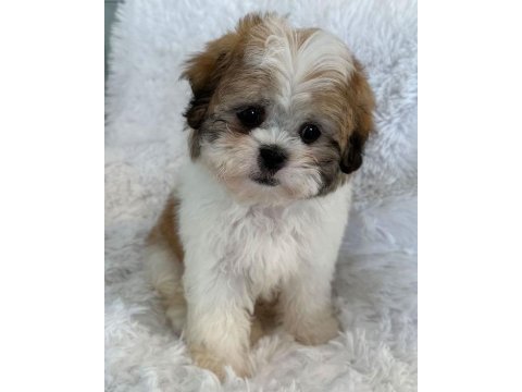 Morkie yavrular kahverengi beyaz