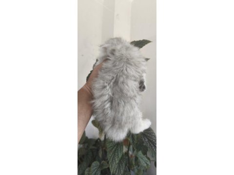 50 günlük erkek british longhair