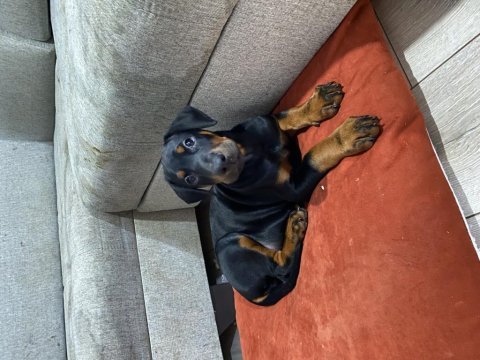 A kalite doberman siyah 2 aylık