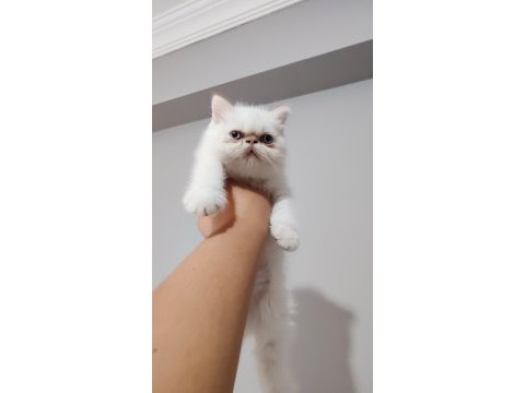 Show kalite exotic yavru