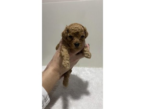 Apricot renk dişi erkek tam toy poodle yavrular
