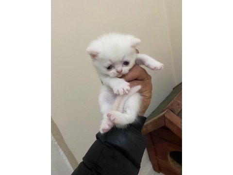 British scottish fold yavrularımız sağlık garantili