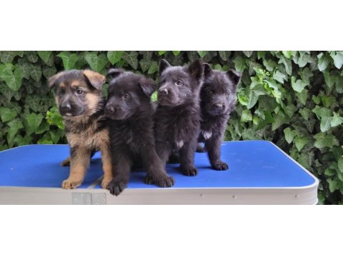 Showlıne (dusuk bel) alman çoban köpeği
