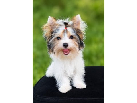 Yorkshire terrier teacup biewer