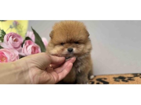 Pomeranian boo bakımlı köpeğimiz