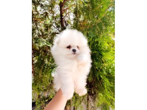Pomeranian boo dişi kalitee