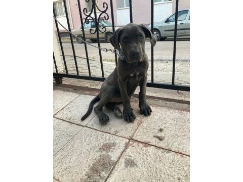 Cane corso blue renk bir dişi ve bir erkek