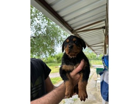 Macar kafa rottweiler