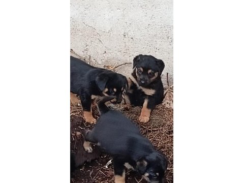 Macar kafa rottweiler yavruları