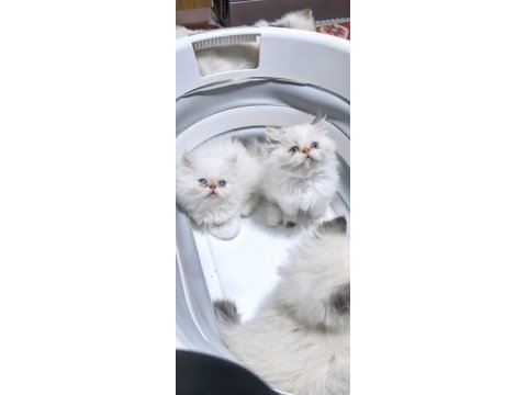 Safkan iran kedisi yavruları
