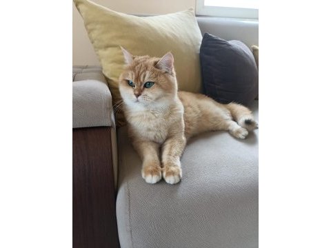 By11 ny 12 safkan şecereli kedilerim
