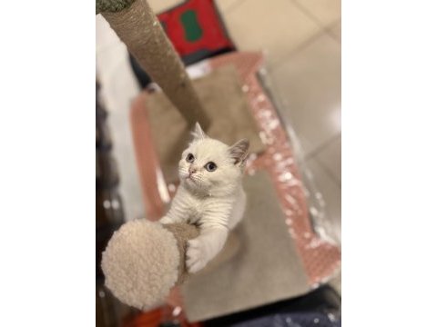 British shorthair iki aylık