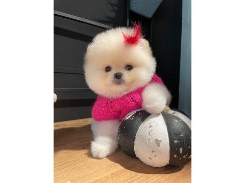 Efsane dişi pomeranian
