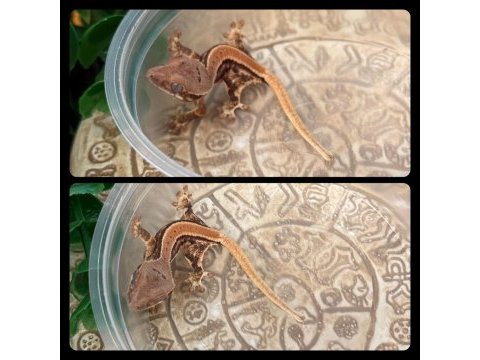 Crested gecko yavrular