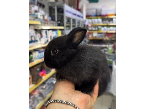 Cüce netherland dwarf tavşanlar