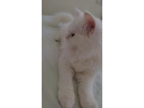 Kedi ilanı persian