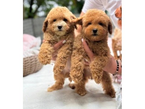 Maltipoo yavrularımız