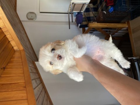A kalite maltipoo bebek