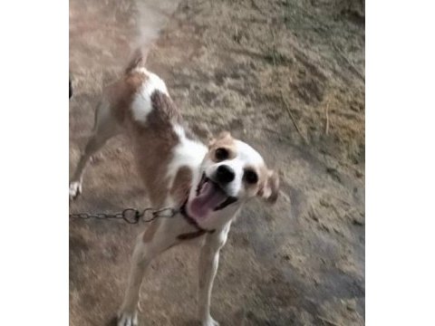 Jack russell terrier erkek 6 aylık takas veya uyguna