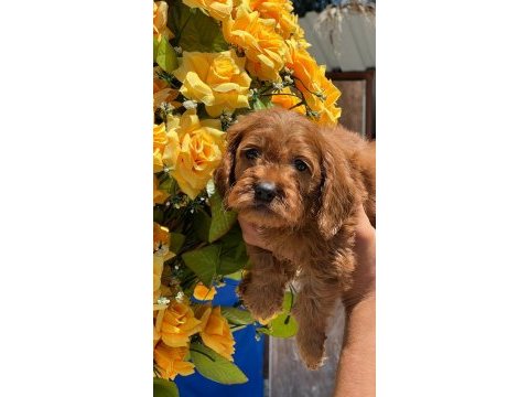 Sevimli maltipoo yavrularımız