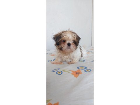 Ev ortamında büyüyen shih tzu yavrular