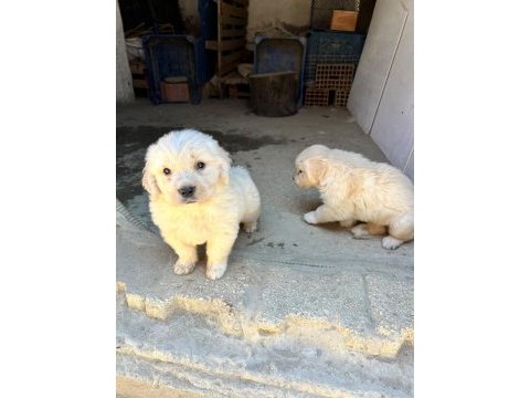 Dişi golden retriever