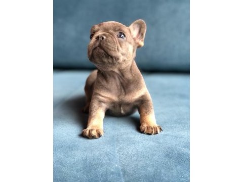 Blue french bulldog yavrularımız