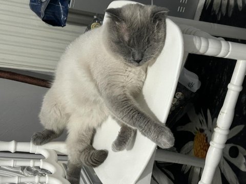 Blue point 1.5 yaşında erkek british shorthair