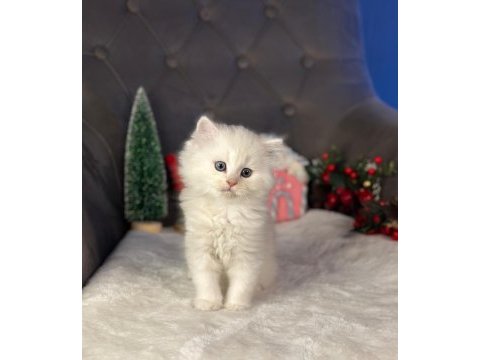 British longhair british white