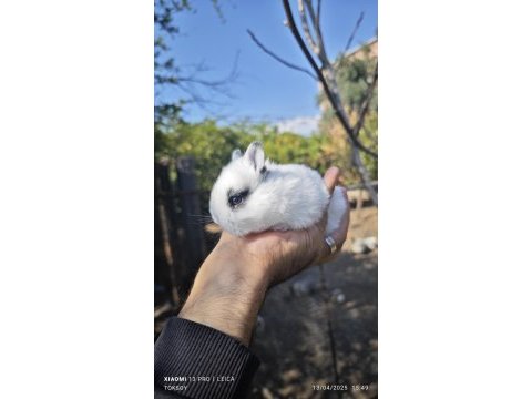 Cüce tavşan yavruları