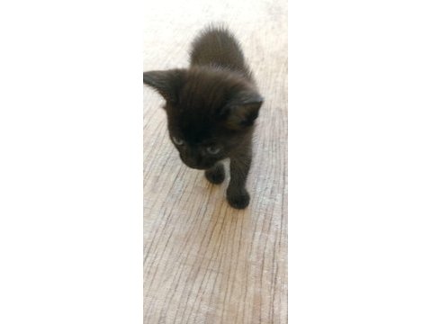 Kedimiz puffy aile arıyor
