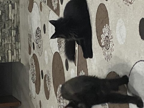 Koca maine coon bebekler